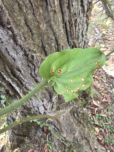 bristly greenbrier