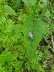 Physonota unipunctata