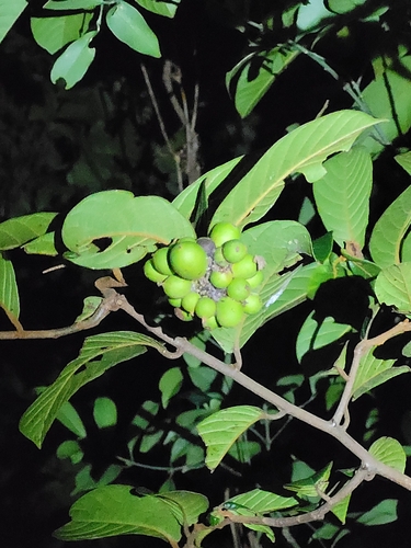 Uvaria littoralis observed 2026-09-18