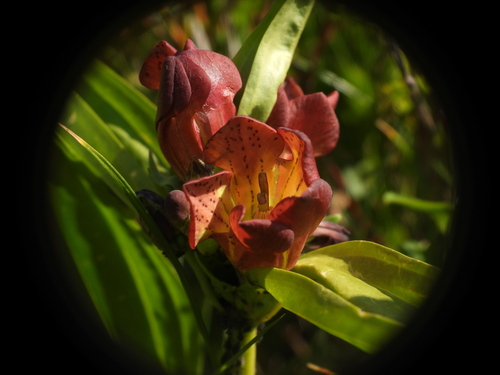 Gentiana purpurea, photograph 2
