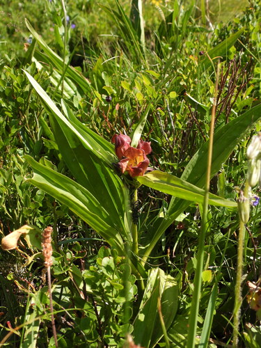 Gentiana purpurea, photograph 1