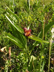 Gentiana purpurea, photograph (c) Yves Bas, some rights reserved (CC BY)