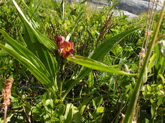Gentiana purpurea