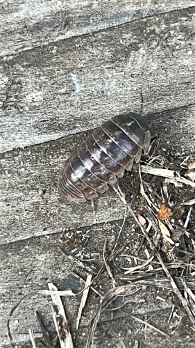 Common Pill Woodlouse