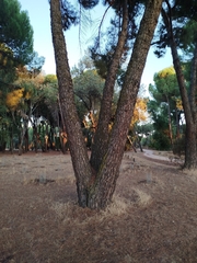 author not stated, no rights reserved Pinus pinea, photograph author not stated, no rights reserved