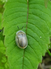 Physonota unipunctata