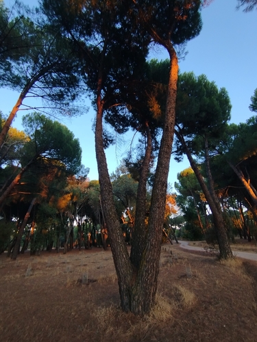 Pinus pinea, photograph 2