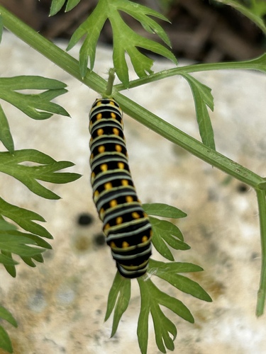 Eastern Black Swallowtail