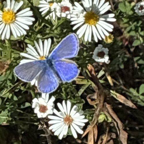 Common Blue