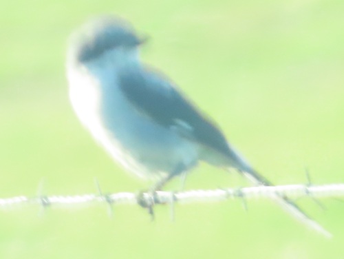 Loggerhead Shrike