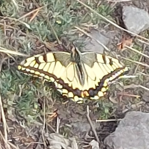 Old World Swallowtail