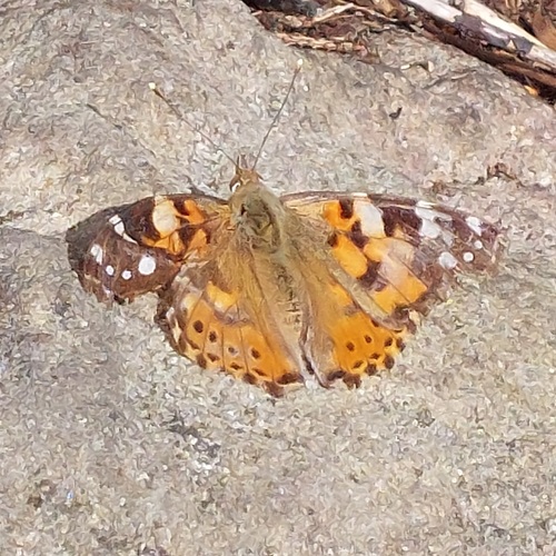 Painted Lady