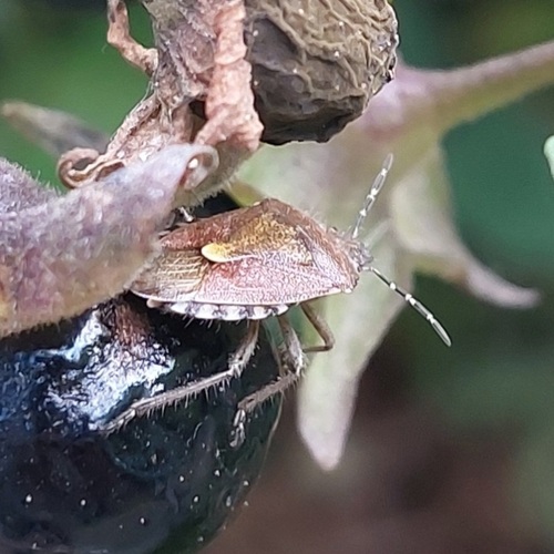Sloe Bug