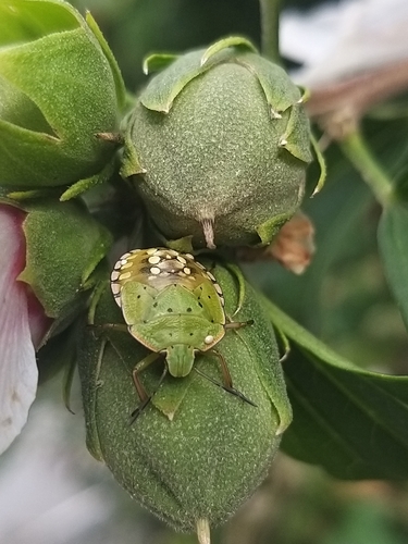 Southern Green Stink Bug