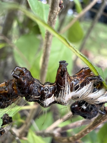 Harris's Three-Spot
