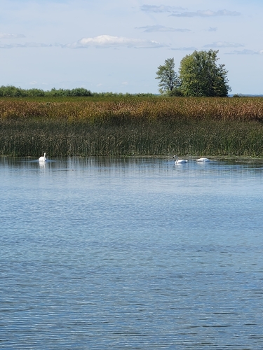 Trumpeter Swan