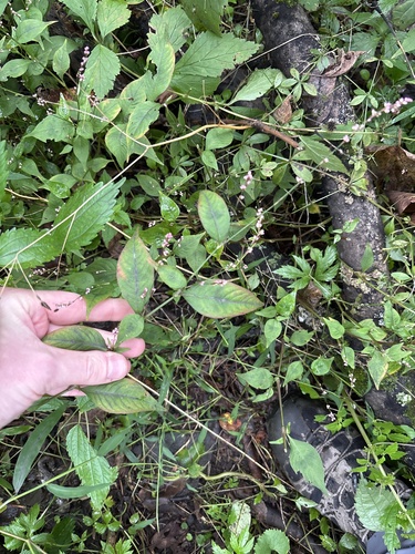 Persicaria posumbu, photograph 6