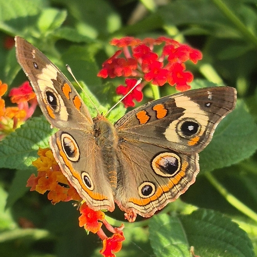 Common Buckeye