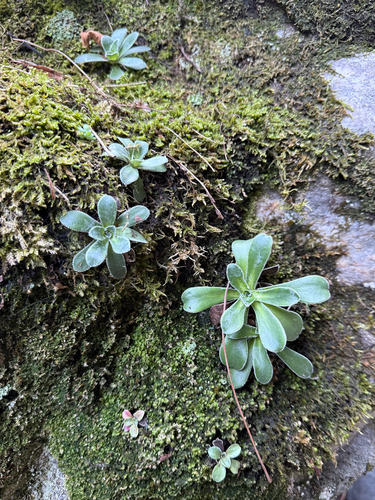 Pyramidal Saxifrage