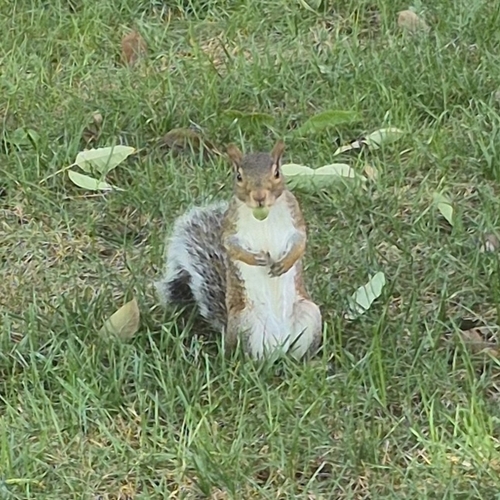 Eastern Gray Squirrel