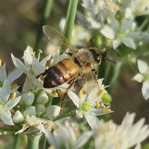 Western Honey Bee