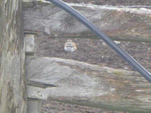 Killdeer