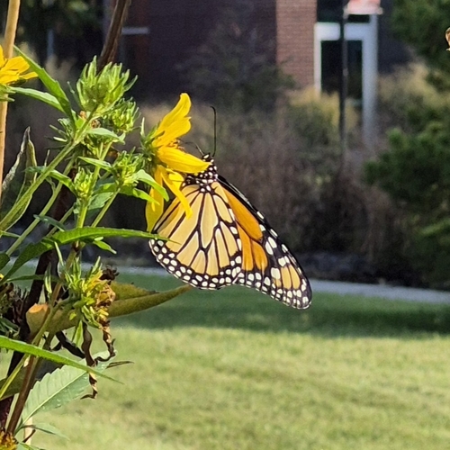 Monarch