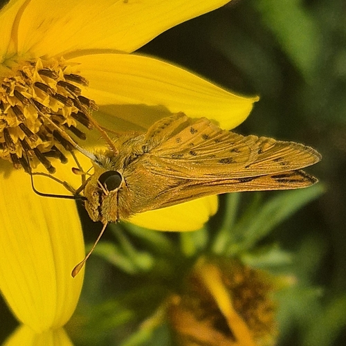 Fiery Skipper
