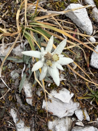 Edelweiss
