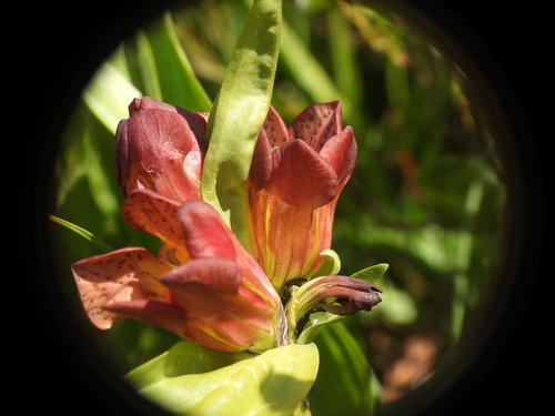 Gentiana purpurea, photograph 3