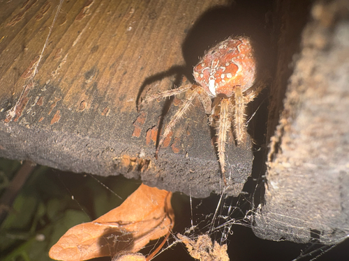 Cross Orbweaver