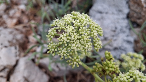 rock samphire