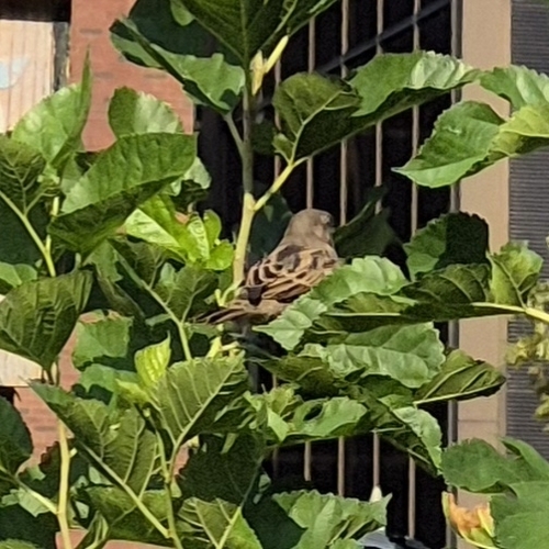 House Sparrow