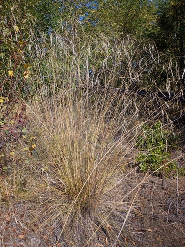 Richardson's needlegrass