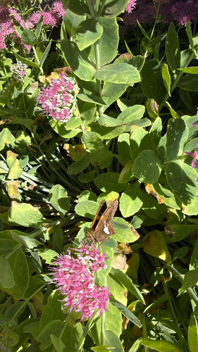 Silver-spotted Skipper