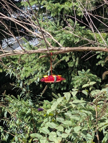 Ruby-throated Hummingbird