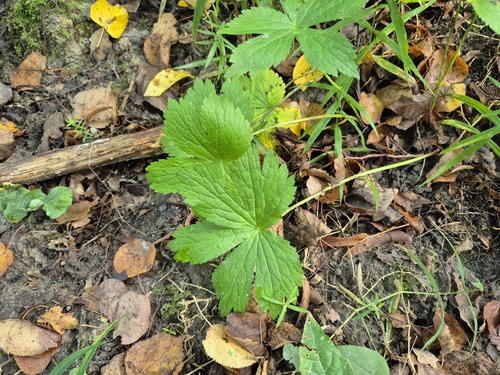 Astrantia major, photograph 5