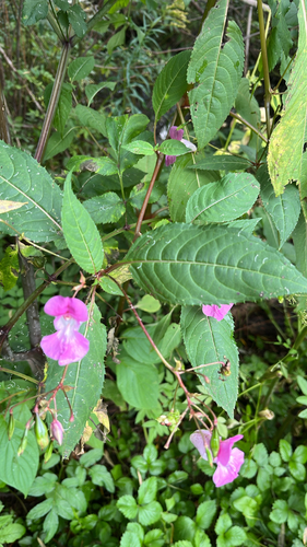 Himalayan balsam