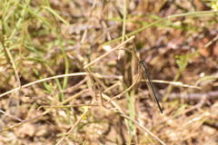 Ischnura cervula