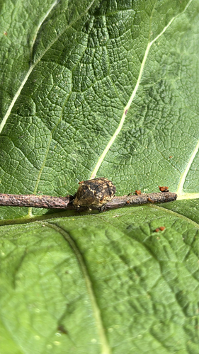 Bumble Flower Beetle