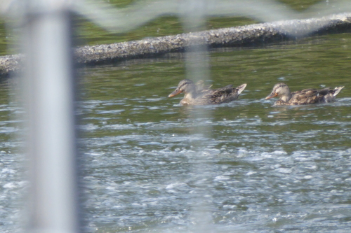 Mallard