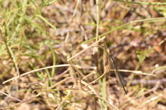 Ischnura cervula
