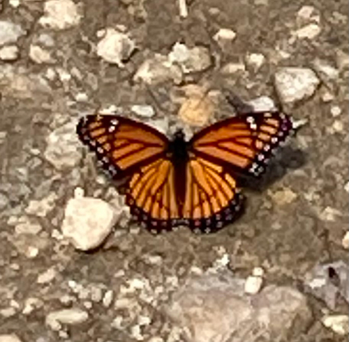 Viceroy