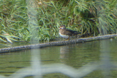 Wood Duck