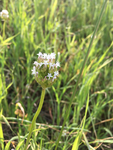 Plectritis macrocera ssp. macrocera