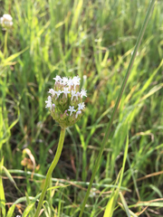 Plectritis macrocera macrocera