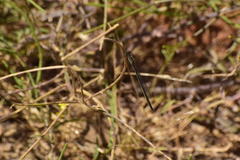 Ischnura cervula