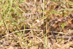 Ischnura cervula