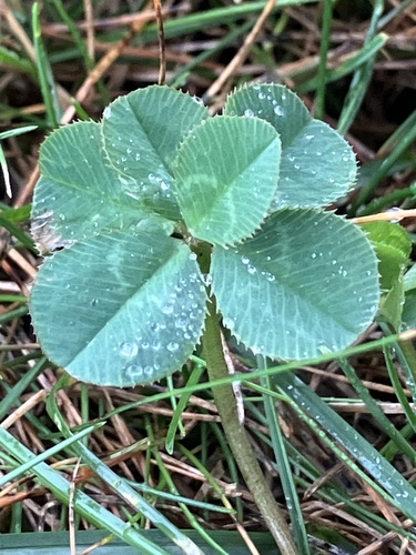 white clover