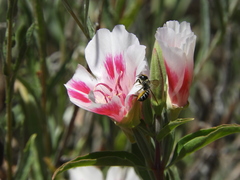 Megachile montivaga